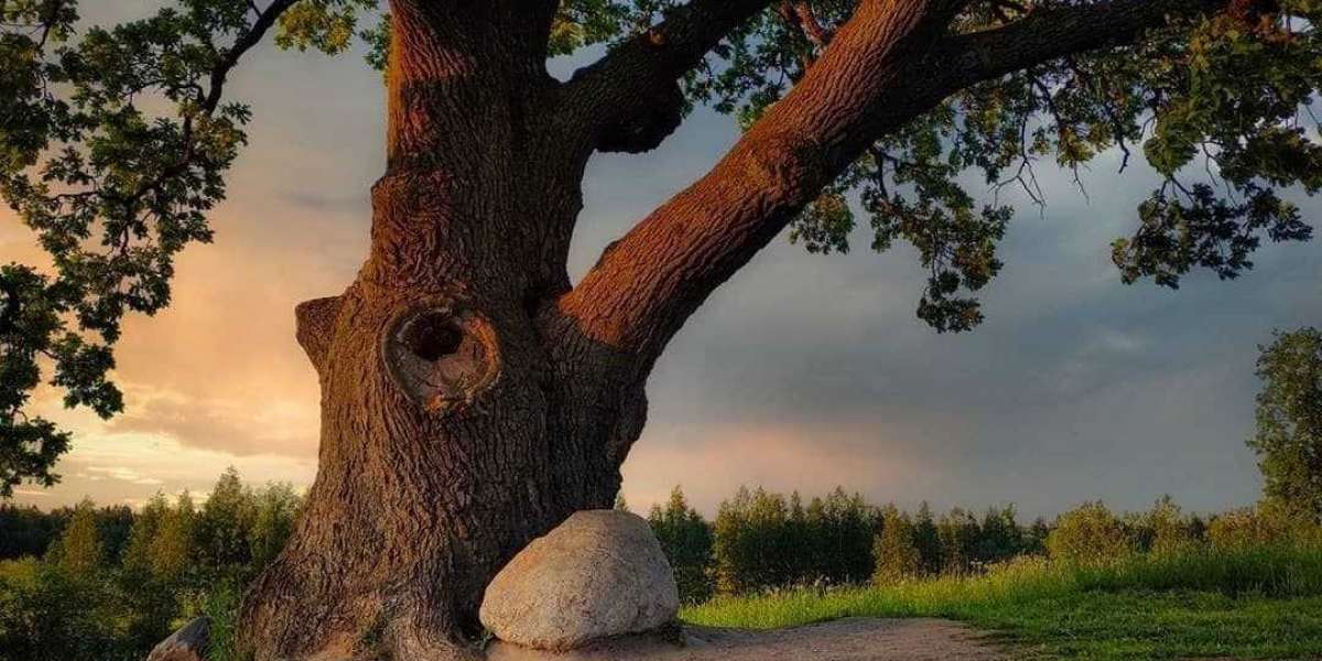 200-летний Ириновский дуб из Ленобласти претендует на звание дерева года в России