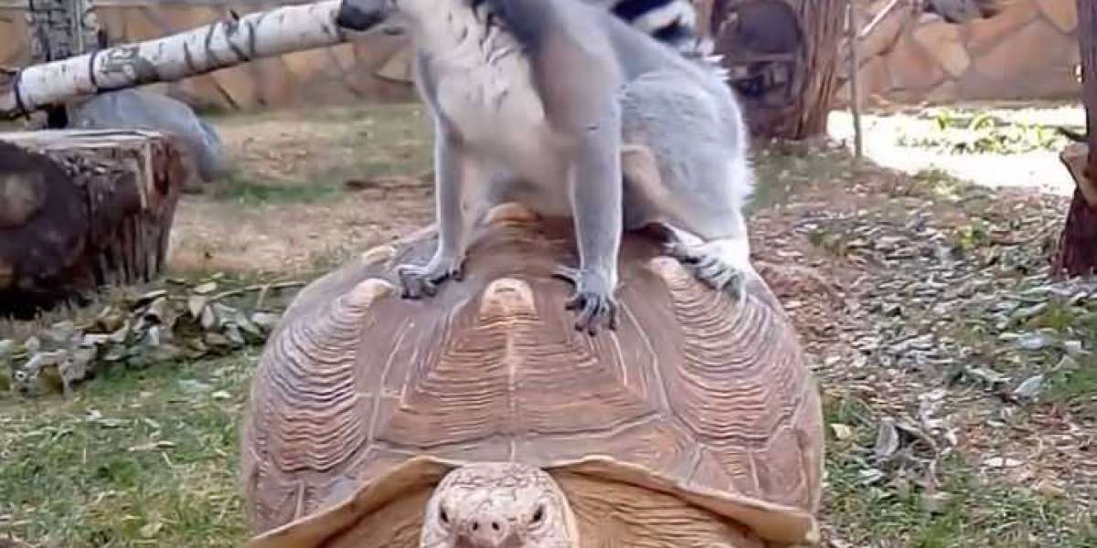 «Покатай меня, большая черепаха!»