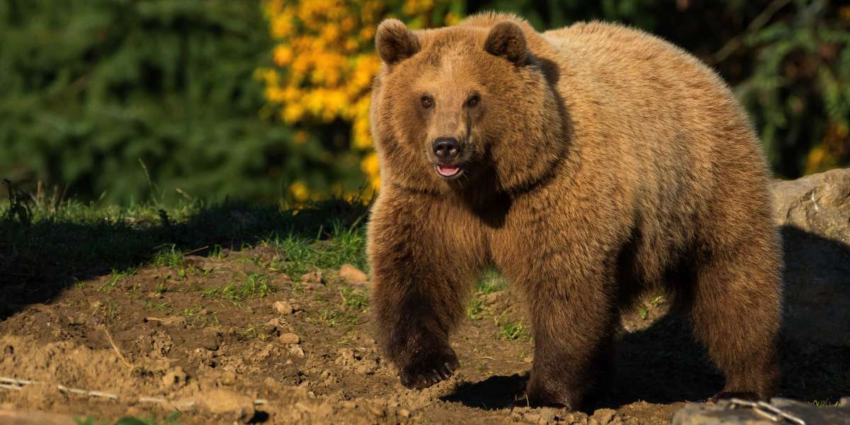 В Тюменской области медведь напал на троих рыбаков, один человек погиб
