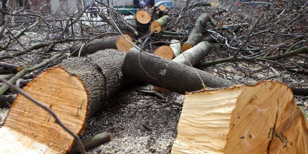 Готов на все ради грязного бабла: Фадеенко варит лавешку на вырубках деревьев
