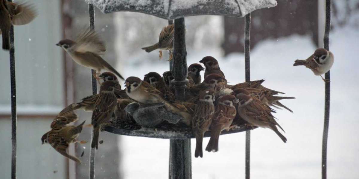 Петербуржцам рассказали о правилах подкормки птиц