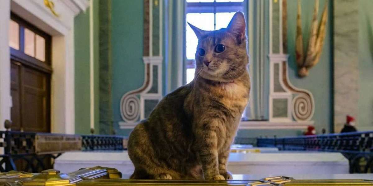 Кошка Серафима стала новой хранительницей Петропавловской крепости