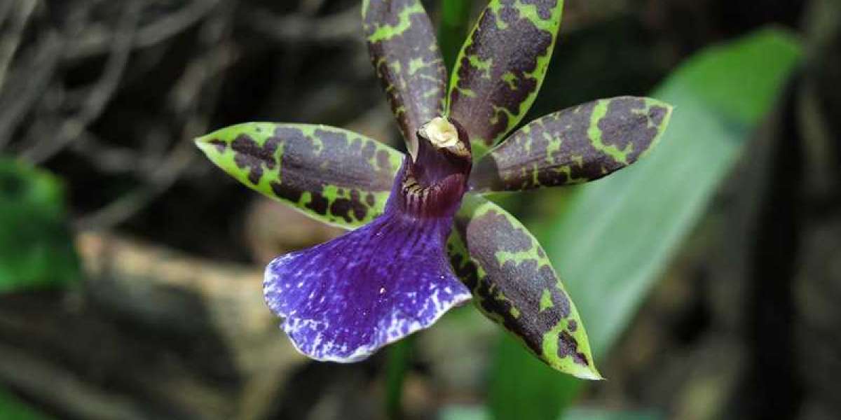 В новогодние праздники петербуржцы смогут полюбоваться орхидеями и бромелиями в Ботсаду