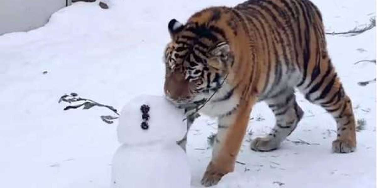 Для тигрицы Виолы в Петербурге слепили снеговика