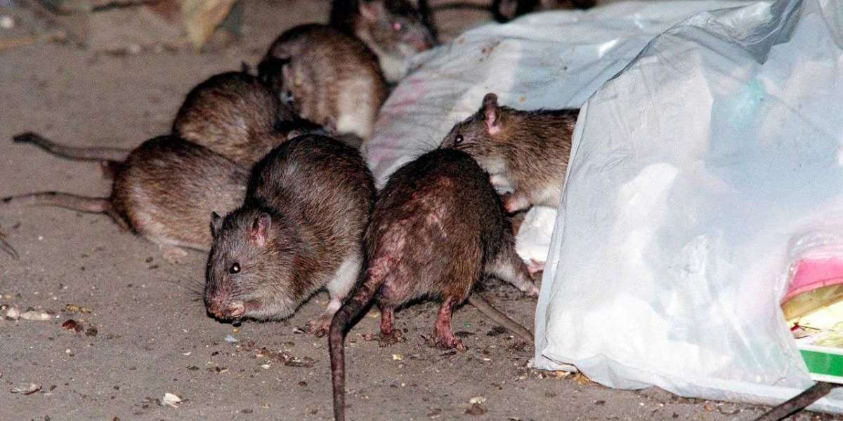 Крысы захватывают Петербург из-за твердолобости чиновников Смольного 
