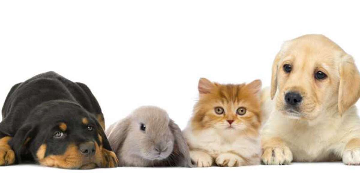 Владельцев собак и кошек в России обяжут маркировать своих животных