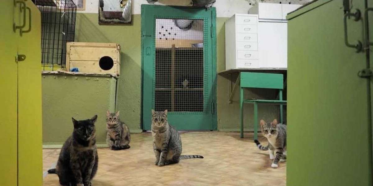 Котов могут подселить к парламентариям в Мариинский дворец Петербурга