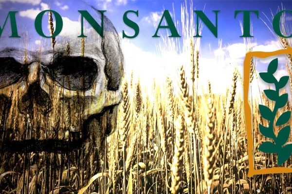 Украинское ГМО для Европы: что делает Monsanto на Украине после скупки лучших земель