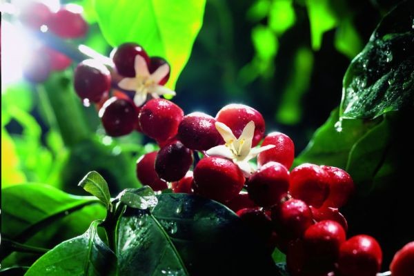 Coffee Cherry Market Increase In Analysis & Development Activities Is More Boosting Demands