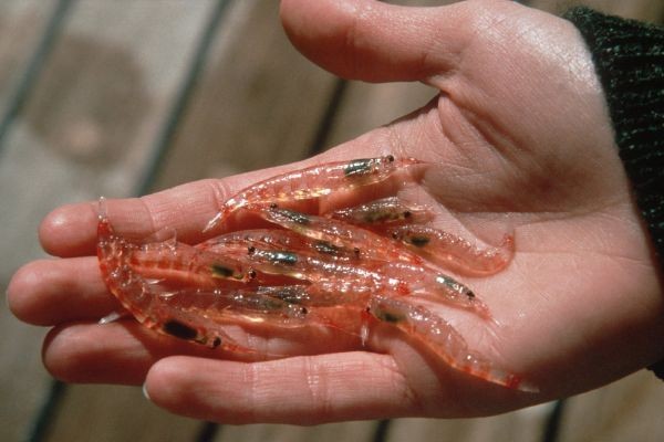 Antarctic Krill Market Increase In Analysis & Development Activities Is More Boosting Demands