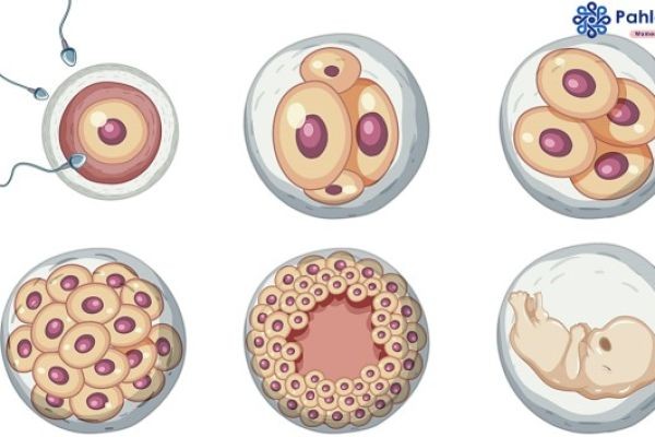 Understanding Your Embryo: A Simple Guide to IVF