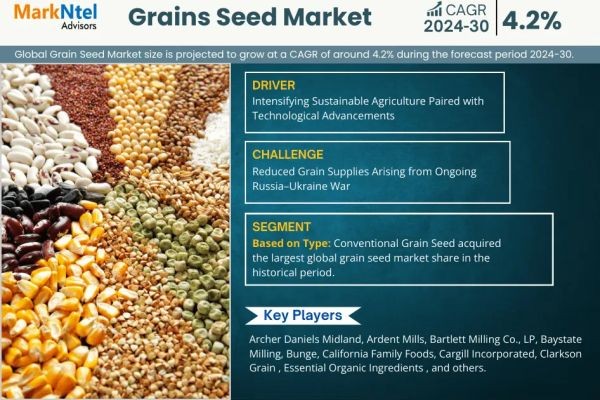 Top Grain Seed Market Companies: Who’s Leading the Pack and What’s Next?