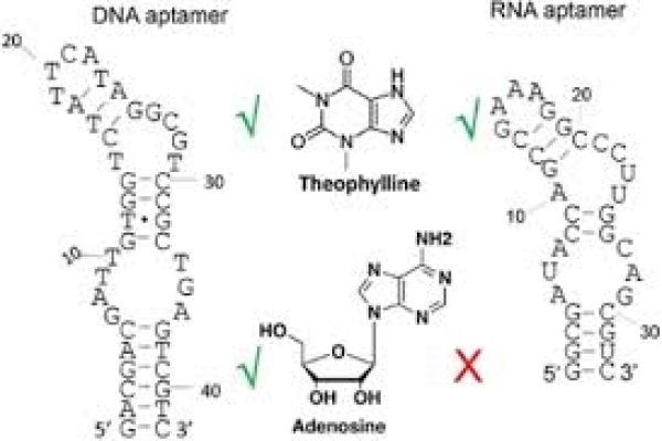 Aptamer Market Scope: Opportunities, Applications, and Potential for Global Expansion