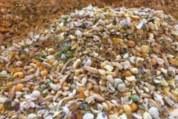 Poultry Feed Market Innovations Focusing on Health-Oriented and Functional Feed Solutions Globally