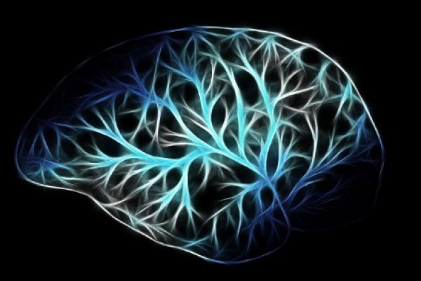 How Organoids Are Revolutionizing Neuroscience