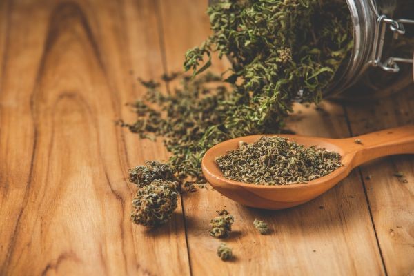 Step-by-Step Cannabis Seed Planting Guide for Indoor & Outdoor Growing