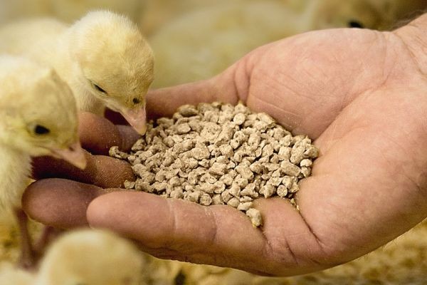 Animal nutrition market innovations drive growth through sustainable feed, digital tools, and functional additives