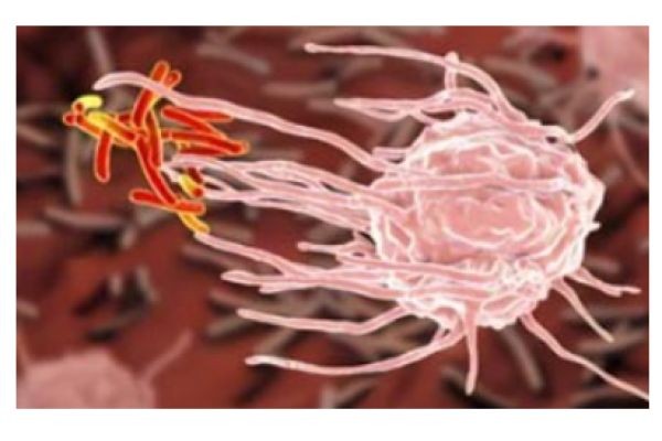 Unlocking the Power of Macrophages: A New Frontier in Drug Delivery and Immunotherapy