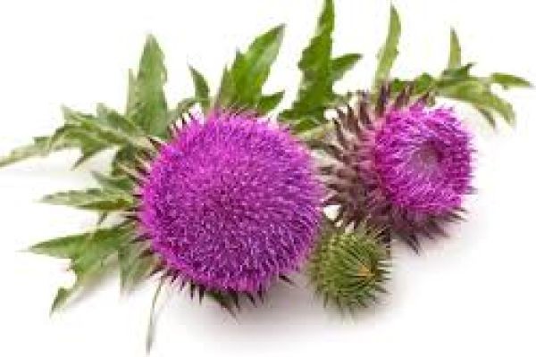 Milk Thistle Supplements Market Global Growth Trends Challenges and Opportunities Overview