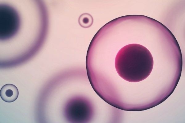 From Stem Cells to Schwann Cells: Precision Protocols for Neural Differentiation