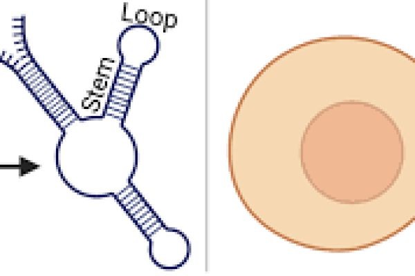 Aptamer Market potential driven by innovation, expanding diagnostics, and growing therapeutic applications