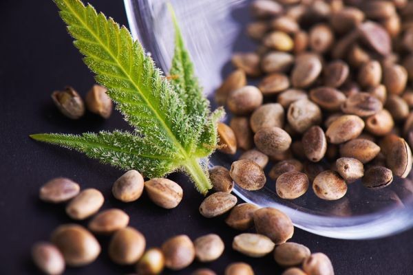 Cannabis seeds market dynamics driven by legalization, consumer demand, and technological innovation