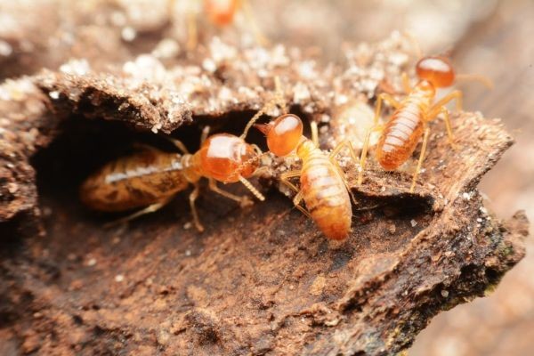 The Dangers of Ignoring Termite Problems in Your Home