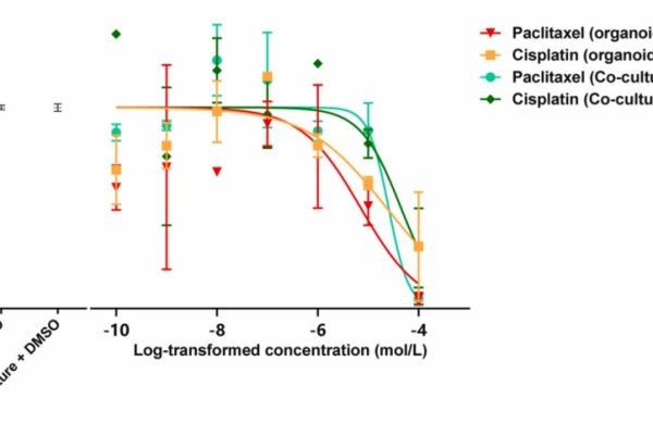 Advanced Tumor Organoid & CAF Co-culture Service to Accelerate Cancer Research