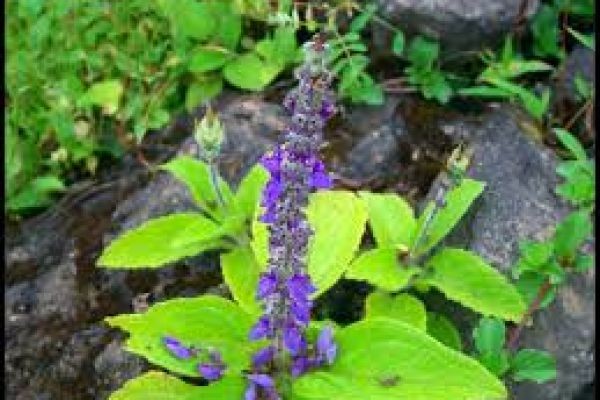 Forskolin Market Analysis Driven By Research Developments, Consumer Demand, And Global Opportunities