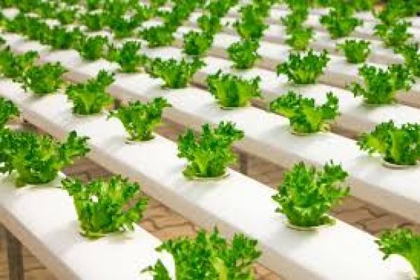 Hydroponics Market integration of renewable energy systems enhancing productivity and reducing carbon footprint