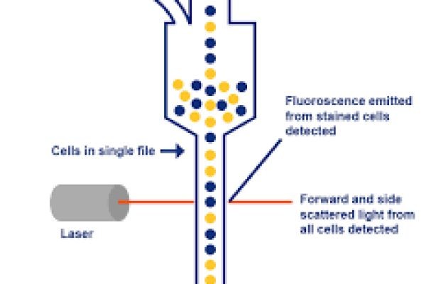 Flow Cytometry Market global competitiveness and pricing trends across diagnostic equipment manufacturers