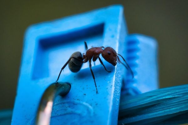 Affordable and Reliable Ants Control Dubai Solutions