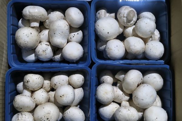 Mushroom Packaging Market Challenges Impacting Production and Global Adoption