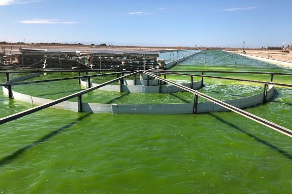 Algae Oil Market: Unlocking Sustainable Growth Through Advanced Algal Solutions