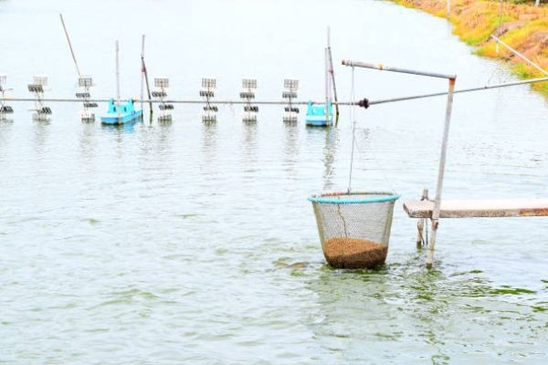 Aquaculture Feed Market And Alternative Proteins: Redefining Fish Nutrition