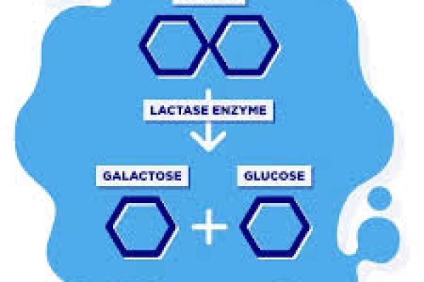 Lactase market investment outlook evaluating funding trends capacity upgrades and returns potential