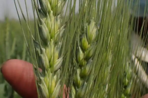 Smart Farming Guide: How to Buy Herbicide Online for Cotton Crops