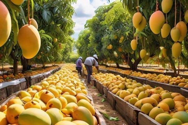 What Is the Difference Between Local and Export Quality Chaunsa Mango?