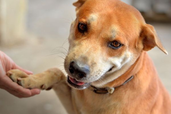 Feeding Rescue Pets: Nutrition for Recovery and Trust