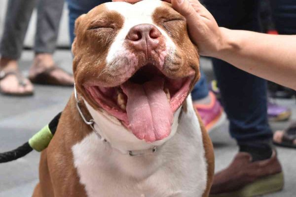 Long-Term Security for Pets: A Practical Strategy for Care and Protection