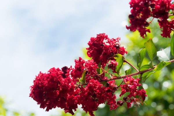Understanding Bloom Time, Lifespan, and Growth of Flowering Trees