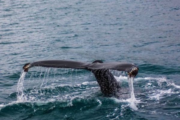 How Long Can Whales Hold Their Breath? Exploring Nature’s Deep Divers