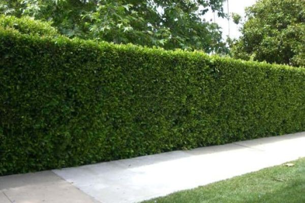 Wax Leaf Privet: Fast-Growing Shrubs for Landscaping