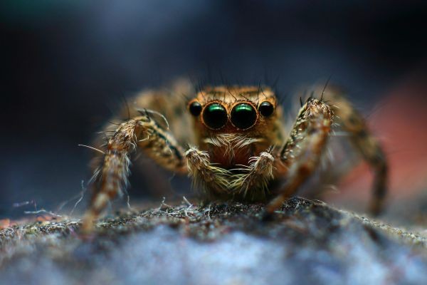 Professional Spiders Control in Dubai – Safe, Reliable, and Long-Lasting Pest Solutions by bestpestcontrolduba