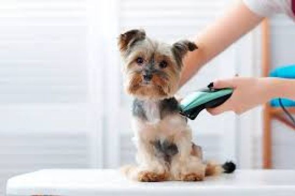Breed-Specific Dog Grooming Tips You Should Follow