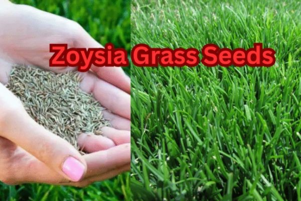 Top Grass Cutting Machine – Types, Prices, Uses & Buying Guide