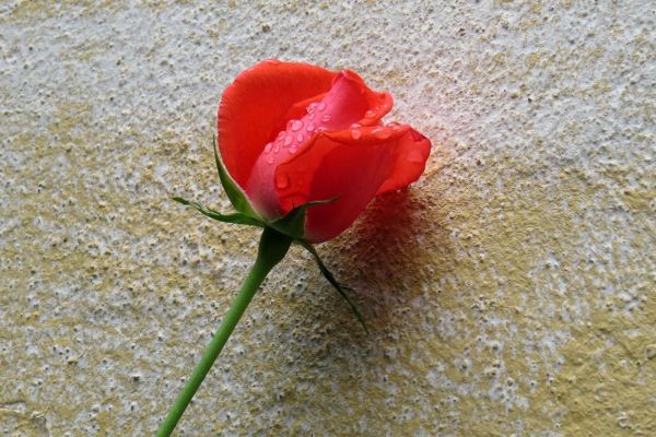 ­Случайная роза