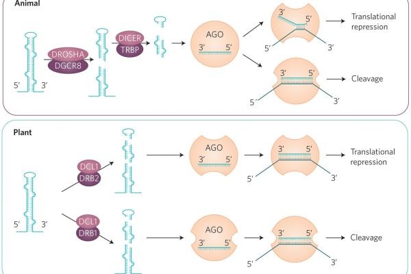 Global Gene Silencing Market: Size, Trends, and Strategic Insights