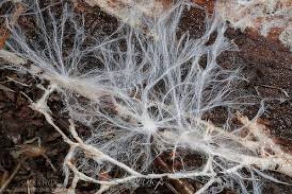 Mycelium Market Shifts Exploring Emerging Trends and Transformations in Sustainable Industries