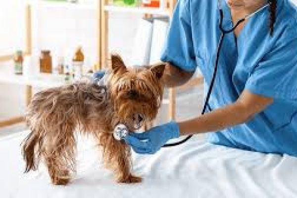 How Dog Clinics Help Treat Allergies in Dogs